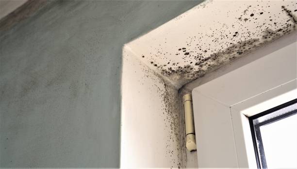 Best Mold Remediation for Healthcare Facilities  in Silver Springs, NV
