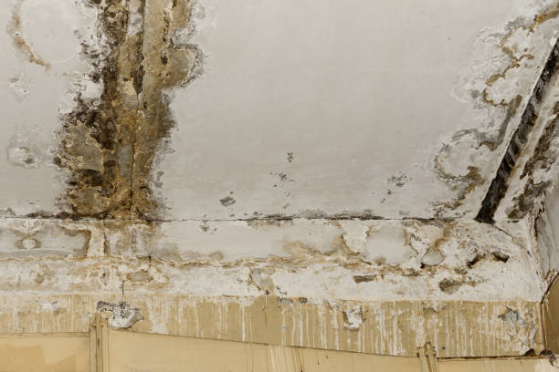 Best Mold Odor Removal Services  in Silver Springs, NV