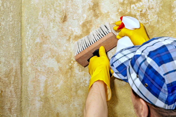 Best Forensic Mold Investigation  in Silver Springs, NV