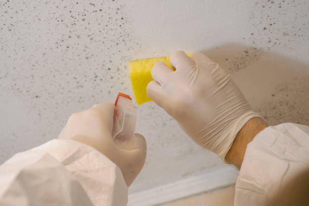 Best Comprehensive Air Testing for Mold Contaminants  in Silver Springs, NV