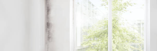 Best Post-Construction Mold Inspection  in Silver Springs, NV
