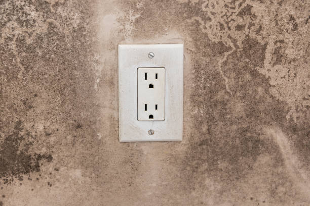Best Attic Mold Removal  in Silver Springs, NV